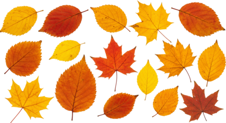 Autumn leaves collection red orange yellow fall foliage nature background transparent design elements