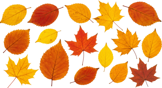 Autumn leaves collection red orange yellow fall foliage nature background transparent design elements