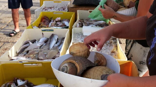 Close-up of a seafood vendor&rsquo;s hands filling a scale bowl with large sea snails at a harbor pier in Molfetta, Italy. The market scene shows fresh fish and seafood for sale.