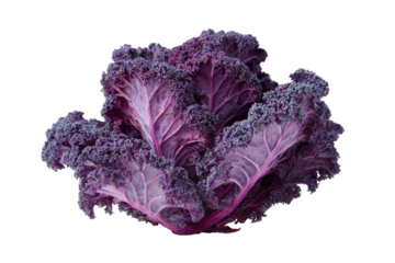Close-up of vibrant purple kale.  Deeply colored, leafy greens radiate outward.  A rich, intense hue