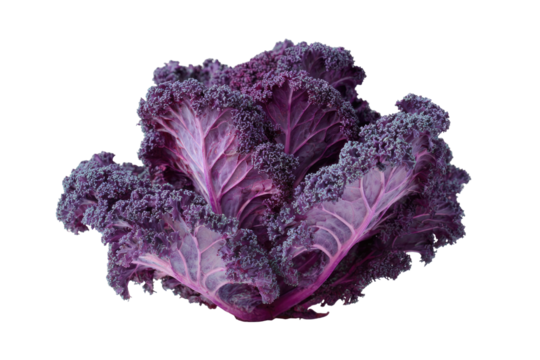 Close-up of vibrant purple kale.  Deeply colored, leafy greens radiate outward.  A rich, intense hue