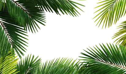 Lush green leaves frame a black background (3)
