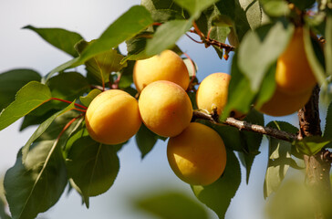 A tree with a bunch of yellow peaches hanging from it
