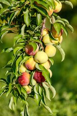 A bunch of peaches hanging from a tree