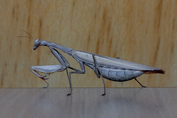 Praying mantis on a wooden surface. Close up.