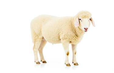 Obraz premium Adorable baby lamb standing isolated on white background, cute and fluffy young sheep perfect for Easter or spring season themes