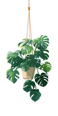 Hanging Monstera Plant in Pot
