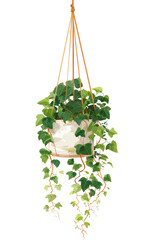 Hanging planter with ivy (1)