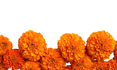 Orange marigold flowers in a horizontal arrangement