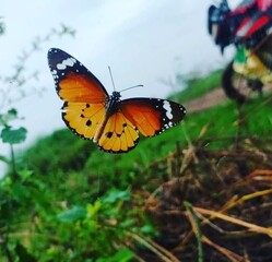 Orange and Black Butterfly in Flight
