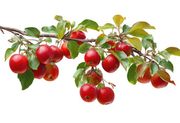 Red apples clustered on branch with leaves