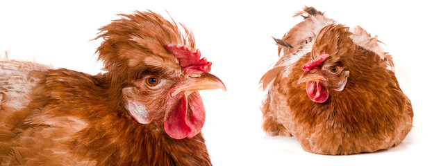 Portrait of a brown chicken isolated on white background