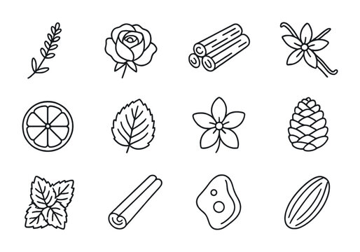 Perfume Ingredient Icons. Outline icon set of natural ingredients for perfume: lavender sprig, rose blossom,