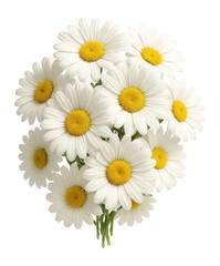 Fototapeta premium Daisy bouquet with white petals and yellow centers
