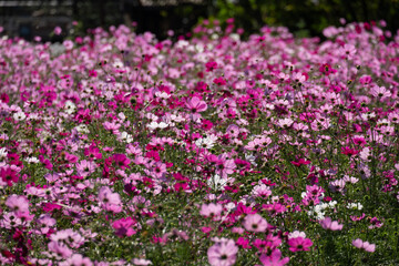 満開に咲き誇るコスモス畑