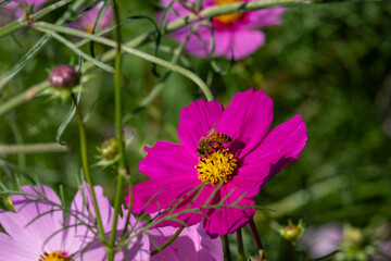 Obraz premium コスモスにとまる蜜蜂