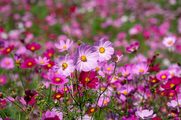 満開のコスモス畑
