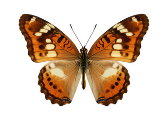 Fototapeta premium Butterfly with orange and brown wings isolated on transparent background