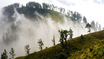 Misty mountain slope with trees