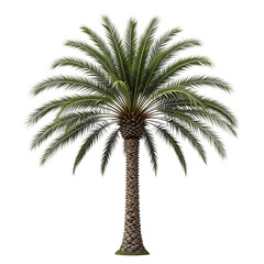 palm tree isolated on transparent background