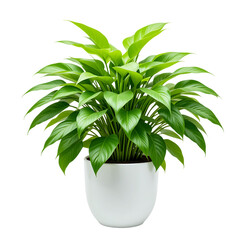 plant in pot isolated on transparent background