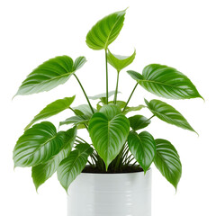 plant in pot isolated on transparent background
