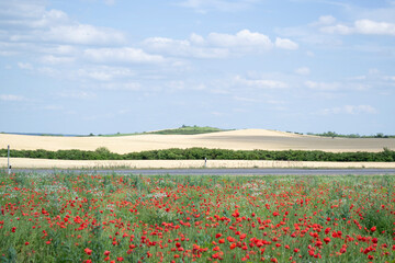 poppy field in spring