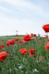 poppy field with blue sky