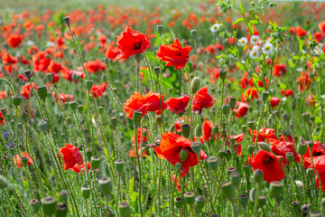 red poppies in the field