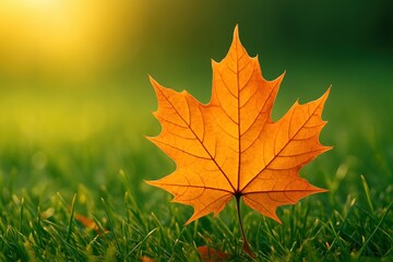 Autumn shop online. A vibrant orange leaf on green grass, illuminated by a soft golden light.