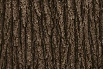 Fototapeta premium Brown Tree Bark Seamless Texture