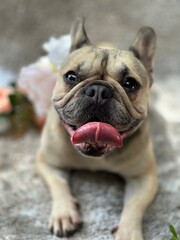 french bulldog puppy Fawn, cream, black masked happy, smiling tongue out, curled up