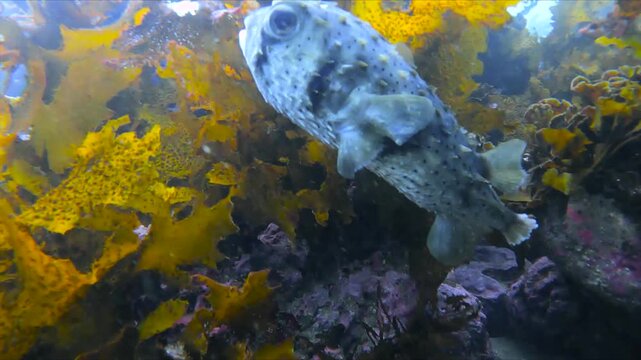 Slow-motion video of a porcupinefish swimming near seaweed and rocky reef habitat in Sydney, Australia.