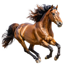 Obraz premium Brown horse isolated on transparent background cutout