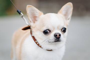 red and white chihuahua walking in park in sunny summer day, close-up view of head, dwarf dog breed, dogwalking concept