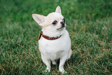 red and white chihuahua sitting on green grass in park in sunny summer day, dwarf dog breed, dogwalking concept