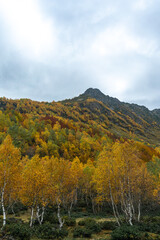 autumn landscape in the mountains