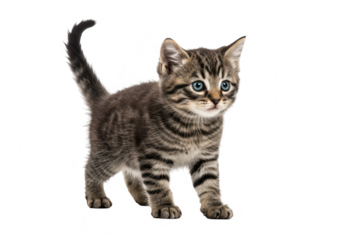 Tabby kitten walking isolated on transparent background