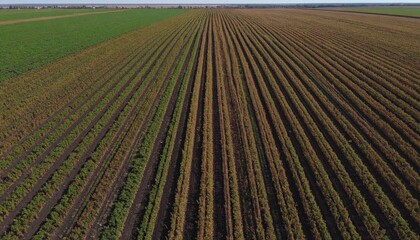 Aerial View of Agricultural Fields with Rhythmic Brown and Green Stripes