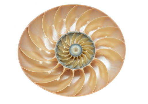 Nautilus shell crosssection showing spiral chambers isolated on white isolated on transparent background