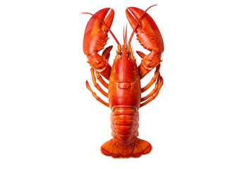 A bright red lobster isolated on a transparent background