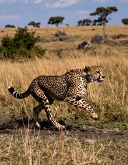 Naklejka premium Cheetah running in grassland