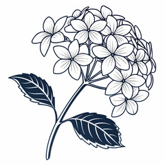  hydrangea arborescens annabelle enl vector