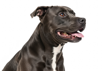 Pitbull dog looking sideways isolated on transparent background