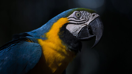 blue and yellow macaw close up portrait

