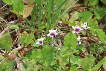 春の佐渡島。トンデン山に咲くツボスミレ。