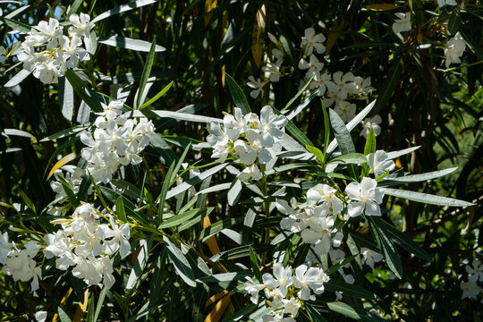 Oleander bush with lush green-yellow foliage, decorated with clusters of delicate white flowers against clear blue sky. Oleanders grow in park located near seaport in Sochi.