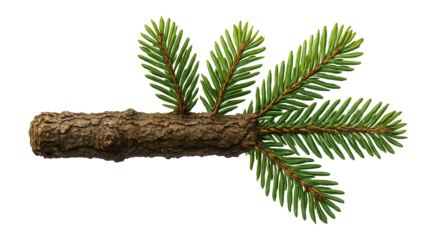 Fir branch with rough bark