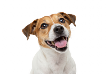 Jack russell terrier dog smiling isolated on transparent background