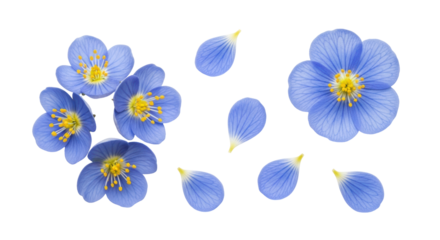 Isolated delicate blue flowers with petals